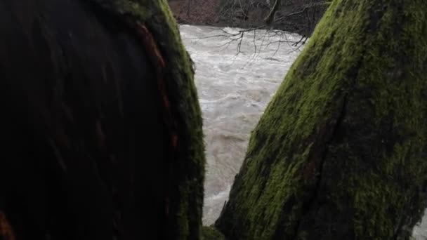 Dağ Ilkbahar Ormanında Akan Nehir — Stok video