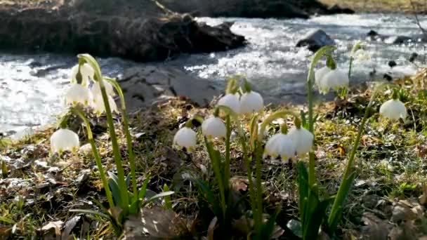 Flor Leucojum Vernum Floresce Floresta Primavera Montanha — Vídeo de Stock