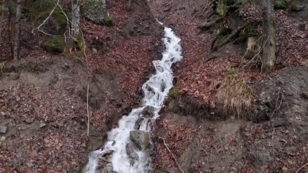 Creek Fluxo Total Floresta Primavera Montanha — Vídeo de Stock