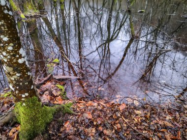 Yağmur altında ormanın sel basmış bir bölgesinin manzarası.