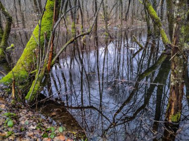 Yağmur altında ormanın sel basmış bir bölgesinin manzarası.