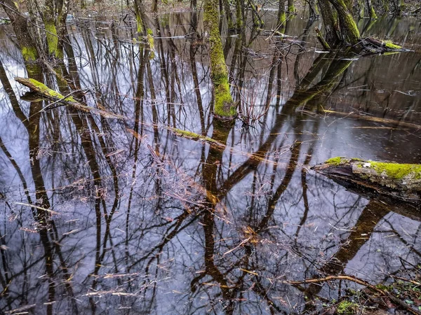 Landschaft Einer Überfluteten Waldfläche Regen — Stockfoto
