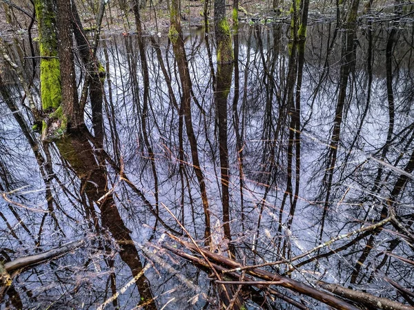 Пейзаж Затопленной Зоны Леса Дождем — стоковое фото