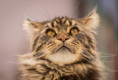 Portrait of a Maine Coon marbled color