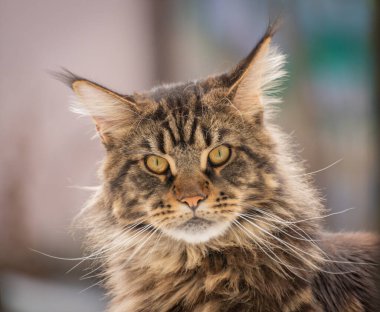 Bir Maine Rakunu 'nun portresi mermer rengi