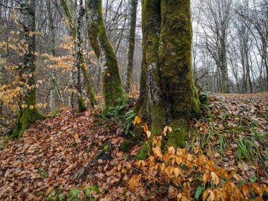 Dağ ormanındaki yaşlı ağaç Yağmurda