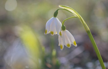 Löcojum vernum çiçeği dağ bahar ormanında çiçek açar.