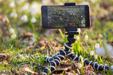 Leucojum vernum çiçeklerini akıllı telefonla çekmek