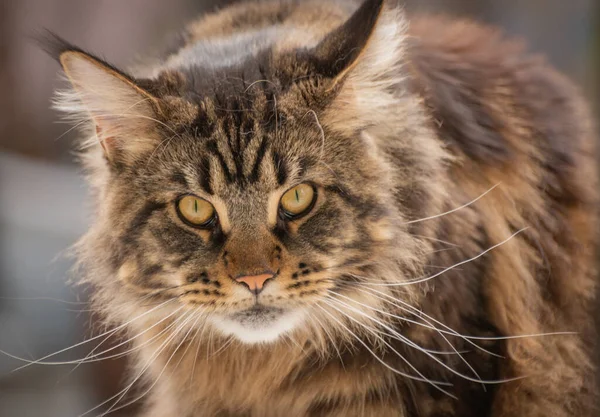 Portrait Maine Coon Marbled Color — Stockfoto