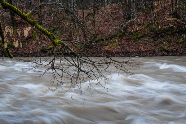 Płynąca Rzeka Górskim Wiosennym Lesie — Zdjęcie stockowe