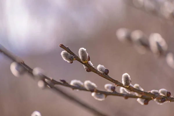 stock image A budding tree branch in a mountain spring forest