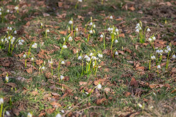 Flor Leucojum Vernum Floresce Floresta Primavera Montanha — Fotografia de Stock