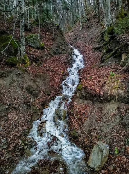 Ruisseau Coulant Dans Forêt Printanière Montagne — Photo