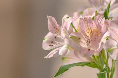 Perulu zambak alstroemeria narin pembe renk