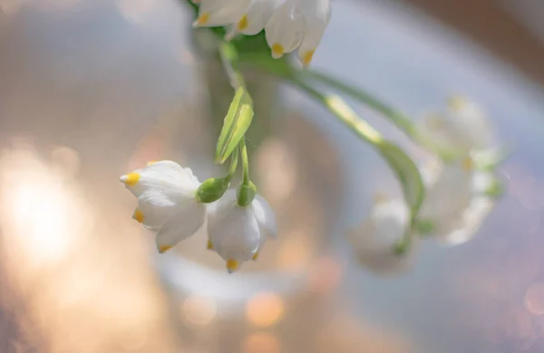 Delicate Bouquet Leucojum Vernum Vase Pastel Colors — Stock Photo, Image