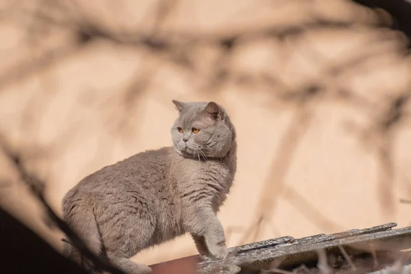 Retrato Gato Pêssego Britânico — Fotografia de Stock