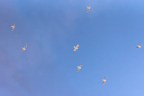 Les Mouettes Volent Dans Ciel Bleu — Photo