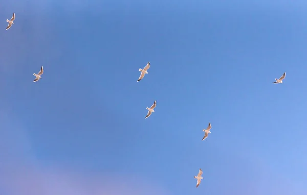 Чайки Літають Блакитному Небі — стокове фото