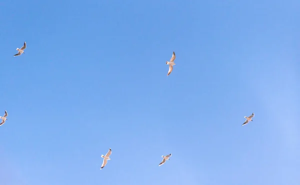 青い空にカモメが飛び立つ — ストック写真