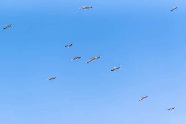 Möwen Fliegen Den Blauen Himmel — Stockfoto