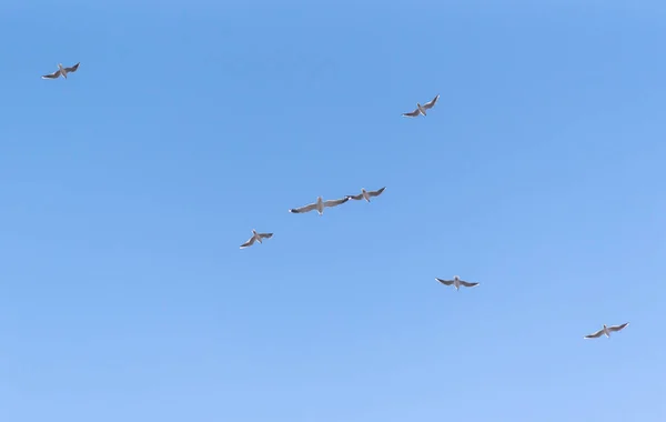 Seagulls Fly Blue Sky — Stock Photo, Image