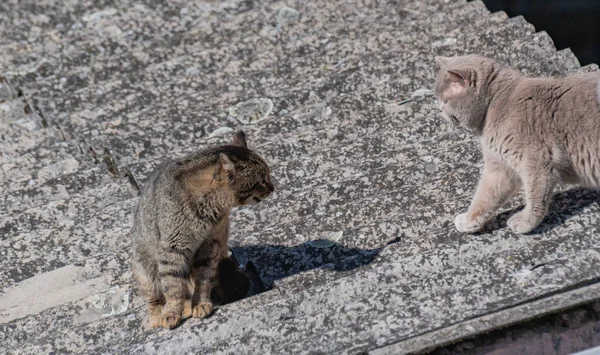 Street and domestic cat in a fight on the roof of a barn