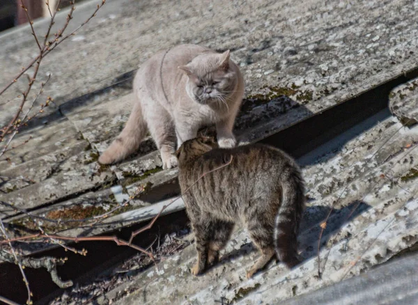 Street and domestic cat in a fight on the roof of a barn