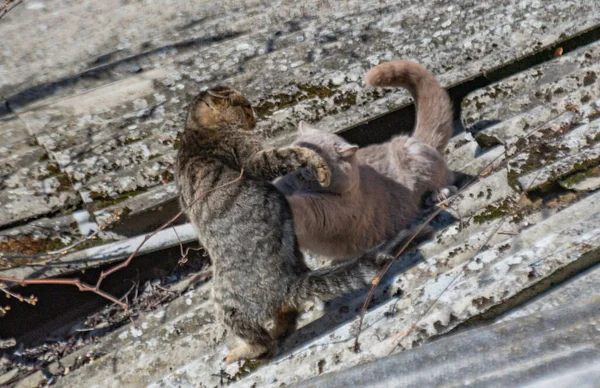 Straße Und Hauskatze Streit Auf Dem Dach Einer Scheune — Stockfoto