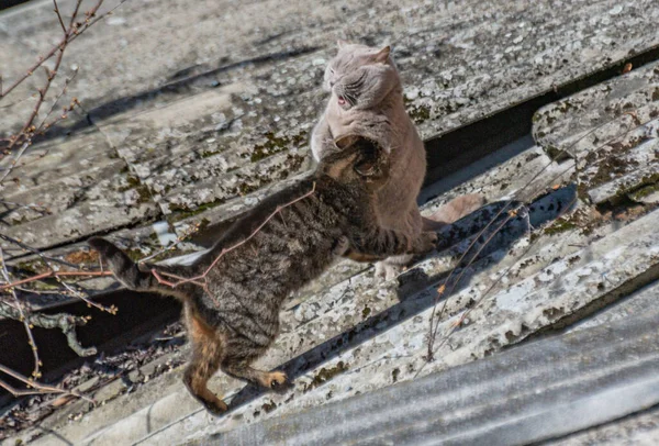 Οδός Και Εγχώρια Γάτα Έναν Αγώνα Στην Οροφή Ενός Αχυρώνα — Φωτογραφία Αρχείου