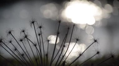 Nehrin arka planında kuru yaban havucu.