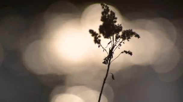 河畔干枯的蓬松植物 — 图库视频影像