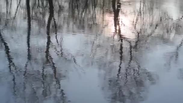 Reflection Tall Trees Mountain River — Stock Video