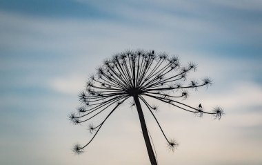 Tohumları olan zehirli bir bitkinin enfeksiyonu.
