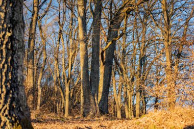 Meşe ağacıyla dağlık bahar ormanlarının manzarası