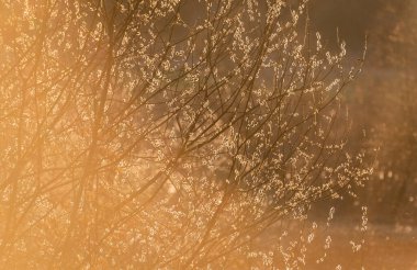 Dağ bahar ormanında filizlenen bir ağaç dalı.