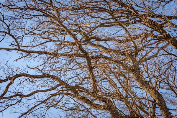 Egy Tölgyfa Koronája Tavaszi Nap Sugaraiban — Stock Fotó