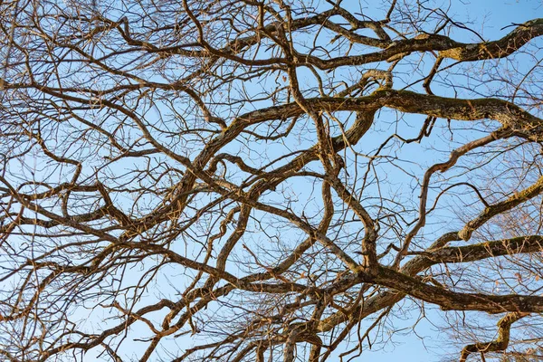 Coroana Unui Stejar Razele Soarelui Primăvară — Fotografie, imagine de stoc