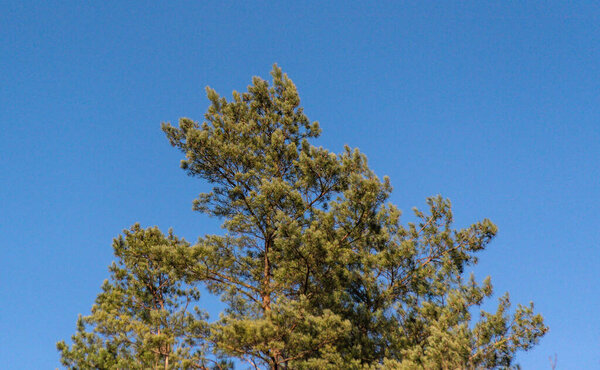 Cedar pine in spring mountains