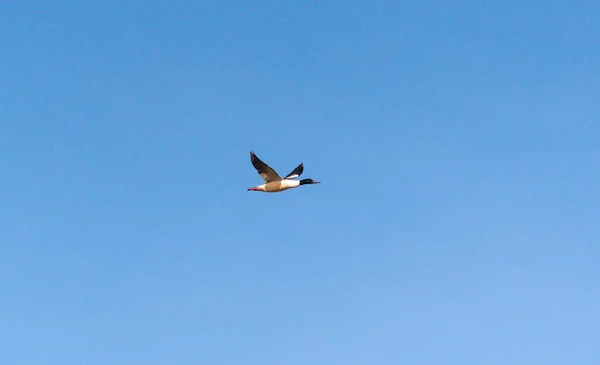 Yaban Ördeği Merganser Uçuyor — Stok fotoğraf