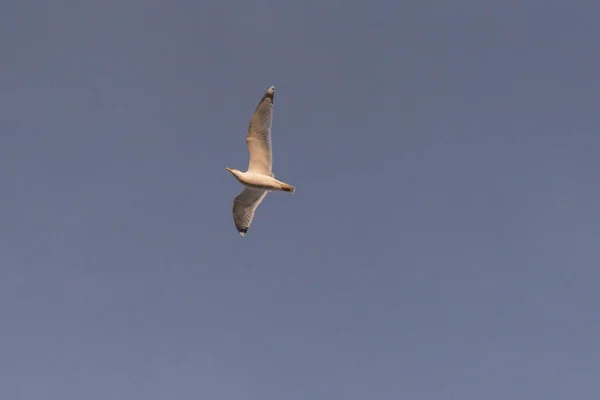 White Seagull Flies Blue Sky — Stock Photo, Image