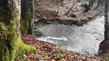 Bahar Dağı ormanında fırtınalı şelale