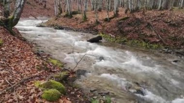 Bahar Ormanı 'ndaki fırtınalı nehir.