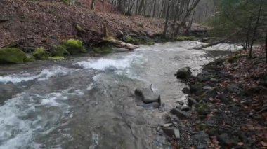 Bahar Ormanı 'ndaki fırtınalı nehir.