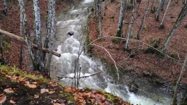 Stürmischer Fluss Frühlingshaften Bergwald — Stockvideo