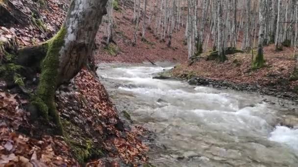 Бурная Река Весеннем Горном Лесу — стоковое видео