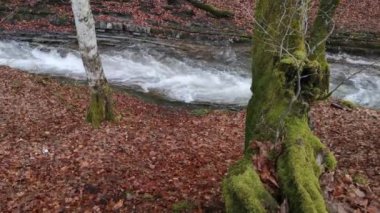 Bahar Ormanı 'ndaki fırtınalı nehir.