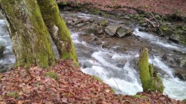 Bahar Ormanı 'ndaki fırtınalı nehir.