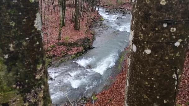 Stürmischer Fluss Frühlingshaften Bergwald — Stockvideo
