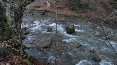 Bahar Ormanı 'ndaki fırtınalı nehir.