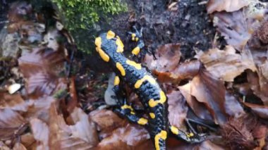 Ormanda yağmurlu bir akşamda semender